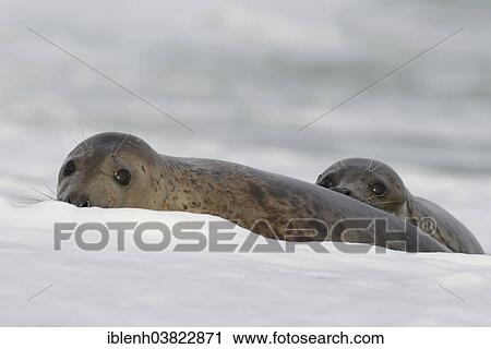 Stock Image - "Grey Seals (Halichoerus grypus), half-grown pups, Heligoland Dune, Schleswig-Holstein, Germany, Europe". Fotosearch