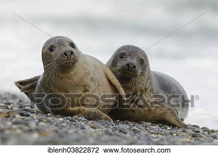 "Grey Seals (Halichoerus grypus), half-grown pups, Heligoland Dune, Schleswig-Holstein, Germany, Europe" View Large Photo Image Stock Image - "Grey Seals (Halichoerus grypus), half-grown pups, Heligoland Dune, Schleswig-Holstein, Germany, Europe". Fotosearch