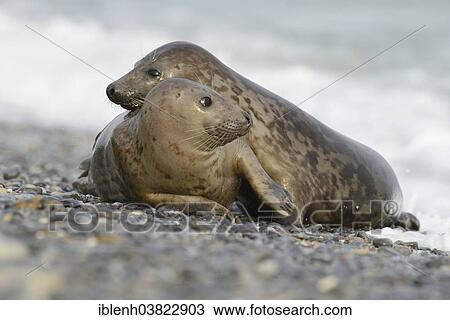 "Grey Seals (Halichoerus grypus), half-grown pups playing, Heligoland Dune, Schleswig-Holstein, Germany, Europe" View Large Photo Image Stock Image - "Grey Seals (Halichoerus grypus), half-grown pups playing, Heligoland Dune, Schleswig-Holstein, Germany, Europe". Fotosearch