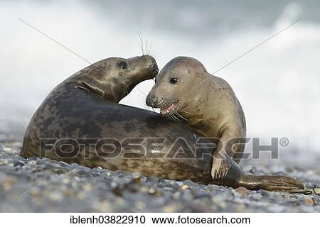 "Grey Seals (Halichoerus grypus), half-grown pups, Heligoland Dune, Schleswig-Holstein, Germany, Europe" View Large Photo Image Stock Image - "Grey Seals (Halichoerus grypus), half-grown pups, Heligoland Dune, Schleswig-Holstein, Germany, Europe". Fotosearch
