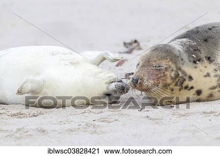 "Grey Seals (Halichoerus grypus), mother with a pup, Heligoland Dune, Schleswig-Holstein, Germany, Europe" View Large Photo Image Stock Image - "Grey Seals (Halichoerus grypus), mother with a pup, Heligoland Dune, Schleswig-Holstein, Germany, Europe". Fotosearch