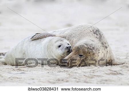 "Grey Seals (Halichoerus grypus), mother with a pup, Heligoland Dune, Schleswig-Holstein, Germany, Europe" View Large Photo Image Stock Image - "Grey Seals (Halichoerus grypus), mother with a pup, Heligoland Dune, Schleswig-Holstein, Germany, Europe". Fotosearch