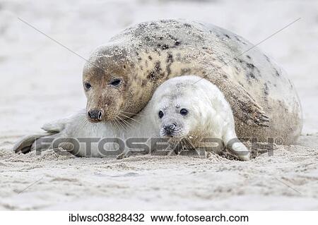 Stock Image - "Grey Seals (Halichoerus grypus), mother with a pup, Heligoland Dune, Schleswig-Holstein, Germany, Europe". Fotosearch