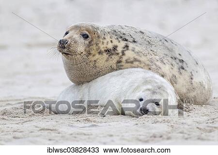 "Grey Seals (Halichoerus grypus), mother with a pup, Heligoland Dune, Schleswig-Holstein, Germany, Europe" View Large Photo Image Stock Image - "Grey Seals (Halichoerus grypus), mother with a pup, Heligoland Dune, Schleswig-Holstein, Germany, Europe". Fotosearch