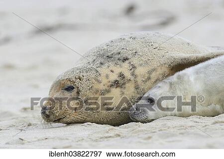 "Grey Seals (Halichoerus grypus), mother and pup, Heligoland Dune, Schleswig-Holstein, Germany, Europe" View Large Photo Image Stock Photo - "Grey Seals (Halichoerus grypus), mother and pup, Heligoland Dune, Schleswig-Holstein, Germany, Europe". Fotosearch