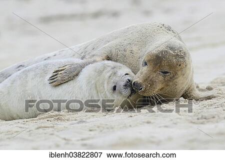 Stock Photo - "Grey Seals (Halichoerus grypus), mother and pup, Heligoland Dune, Schleswig-Holstein, Germany, Europe". Fotosearch