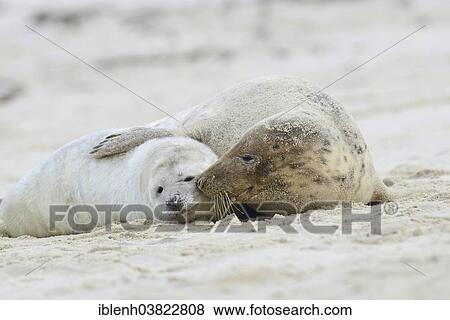 "Grey Seals (Halichoerus grypus), mother and pup, Heligoland Dune, Schleswig-Holstein, Germany, Europe" View Large Photo Image Stock Photo - "Grey Seals (Halichoerus grypus), mother and pup, Heligoland Dune, Schleswig-Holstein, Germany, Europe". Fotosearch