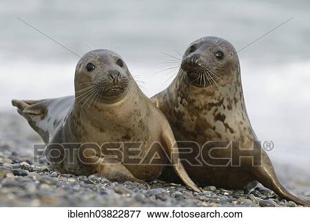 "Grey Seals (Halichoerus grypus), half-grown pups, Heligoland Dune, Schleswig-Holstein, Germany, Europe" View Large Photo Image Stock Photo - "Grey Seals (Halichoerus grypus), half-grown pups, Heligoland Dune, Schleswig-Holstein, Germany, Europe". Fotosearch