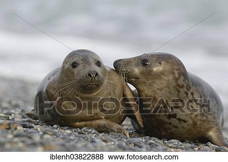 Stock Photo - "Grey Seals (Halichoerus grypus), half-grown pups, Heligoland Dune, Schleswig-Holstein, Germany, Europe". Fotosearch