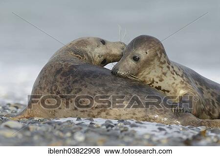 "Grey Seals (Halichoerus grypus), half-grown pups, Heligoland Dune, Schleswig-Holstein, Germany, Europe" View Large Photo Image Stock Photo - "Grey Seals (Halichoerus grypus), half-grown pups, Heligoland Dune, Schleswig-Holstein, Germany, Europe". Fotosearch