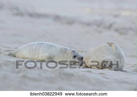 "Grey Seals (Halichoerus grypus), mother and pup, Heligoland Dune, Schleswig-Holstein, Germany, Europe" View Large Photo Image Stock Photo - "Grey Seals (Halichoerus grypus), mother and pup, Heligoland Dune, Schleswig-Holstein, Germany, Europe". Fotosearch