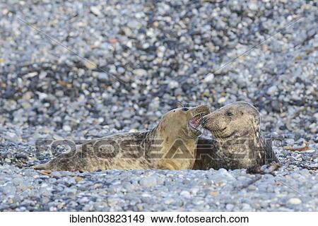 "Grey Seals (Halichoerus grypus), half-grown pups playing, Heligoland Dune, Schleswig-Holstein, Germany, Europe" View Large Photo Image Stock Photo - "Grey Seals (Halichoerus grypus), half-grown pups playing, Heligoland Dune, Schleswig-Holstein, Germany, Europe". Fotosearch