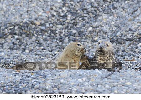 Stock Photo - "Grey Seals (Halichoerus grypus), half-grown pups playing, Heligoland Dune, Schleswig-Holstein, Germany, Europe". Fotosearch