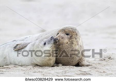 "Grey Seals (Halichoerus grypus), mother with a pup, Heligoland Dune, Schleswig-Holstein, Germany, Europe" View Large Photo Image Stock Photo - "Grey Seals (Halichoerus grypus), mother with a pup, Heligoland Dune, Schleswig-Holstein, Germany, Europe". Fotosearch