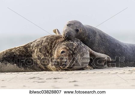 Stock Photo - "Grey seals (Halichoerus grypus), fighting bulls, Heligoland Dune, Schleswig-Holstein, Germany, Europe". Fotosearch