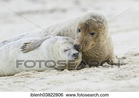 "Grey Seals (Halichoerus grypus), mother and pup, Heligoland Dune, Schleswig-Holstein, Germany, Europe" View Large Photo Image Stock Photograph - "Grey Seals (Halichoerus grypus), mother and pup, Heligoland Dune, Schleswig-Holstein, Germany, Europe". Fotosearch
