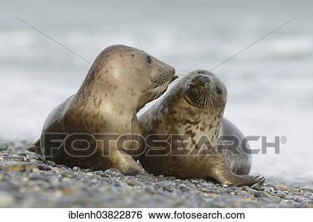 "Grey Seals (Halichoerus grypus), half-grown pups, Heligoland Dune, Schleswig-Holstein, Germany, Europe" View Large Photo Image Stock Photograph - "Grey Seals (Halichoerus grypus), half-grown pups, Heligoland Dune, Schleswig-Holstein, Germany, Europe". Fotosearch
