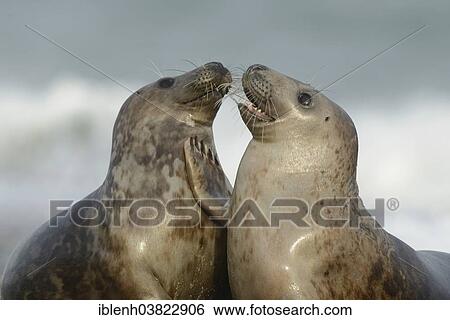 "Grey Seals (Halichoerus grypus), half-grown pups playing, Heligoland Dune, Schleswig-Holstein, Germany, Europe" View Large Photo Image Stock Photograph - "Grey Seals (Halichoerus grypus), half-grown pups playing, Heligoland Dune, Schleswig-Holstein, Germany, Europe". Fotosearch