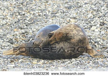 "Grey Seals (Halichoerus grypus), Heligoland Dune, Schleswig-Holstein, Germany, Europe" View Large Photo Image Stock Photograph - "Grey Seals (Halichoerus grypus), Heligoland Dune, Schleswig-Holstein, Germany, Europe". Fotosearch