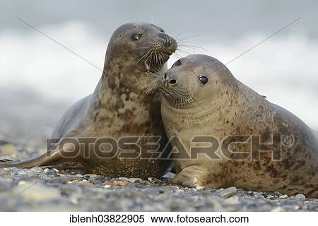 "Grey Seals (Halichoerus grypus), half-grown pups, Heligoland Dune, Schleswig-Holstein, Germany, Europe" View Large Photo Image Stock Photography - "Grey Seals (Halichoerus grypus), half-grown pups, Heligoland Dune, Schleswig-Holstein, Germany, Europe". Fotosearch