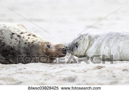 "Grey Seals (Halichoerus grypus), mother with a pup, Heligoland Dune, Schleswig-Holstein, Germany, Europe" View Large Photo Image Stock Photography - "Grey Seals (Halichoerus grypus), mother with a pup, Heligoland Dune, Schleswig-Holstein, Germany, Europe". Fotosearch