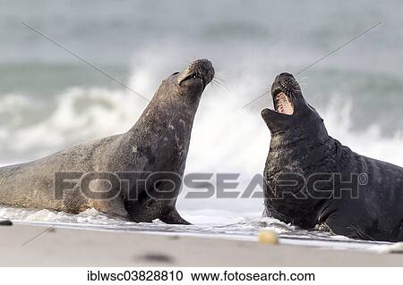 "Grey seals (Halichoerus grypus), two bulls threatening one another, Heligoland Dune, Schleswig-Holstein, Germany, Europe" View Large Photo Image Stock Image - "Grey seals (Halichoerus grypus), two bulls threatening one another, Heligoland Dune, Schleswig-Holstein, Germany, Europe". Fotosearch
