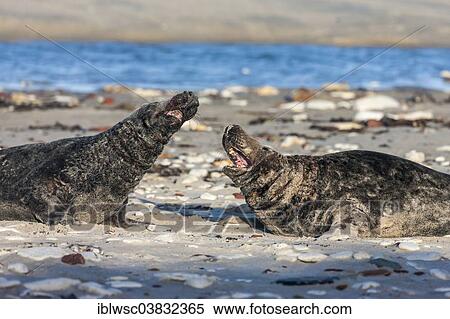 "Grey Seals (Halichoerus grypus), two males threatening each other, Heligoland Dune, Schleswig-Holstein, Germany, Europe" View Large Photo Image Stock Photography - "Grey Seals (Halichoerus grypus), two males threatening each other, Heligoland Dune, Schleswig-Holstein, Germany, Europe". Fotosearch