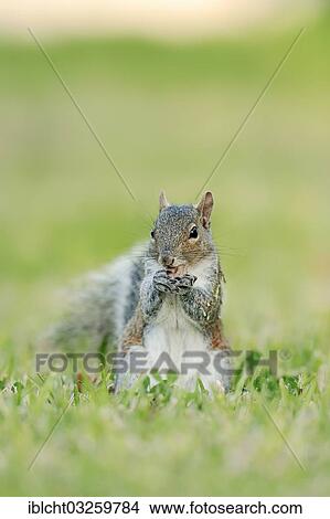 Picture - "Grey Squirrel (Sciurus carolinensis), Florida, United States, North America". Fotosearch