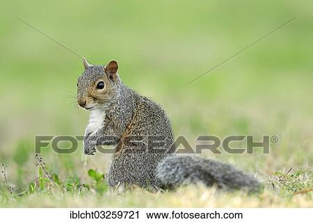 "Grey Squirrel (Sciurus carolinensis), Florida, United States, North America" View Large Photo Image Stock Image - "Grey Squirrel (Sciurus carolinensis), Florida, United States, North America". Fotosearch