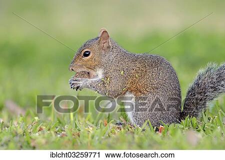 "Grey Squirrel (Sciurus carolinensis), Florida, United States, North America" View Large Photo Image Stock Image - "Grey Squirrel (Sciurus carolinensis), Florida, United States, North America". Fotosearch
