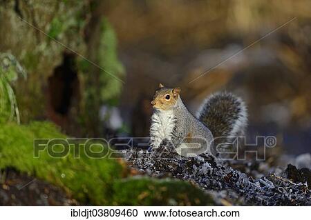 Stock Image - "Grey Squirrel (Sciurus carolinensis) in autumn, Norfolk, England, United Kingdom, Europe". Fotosearch
