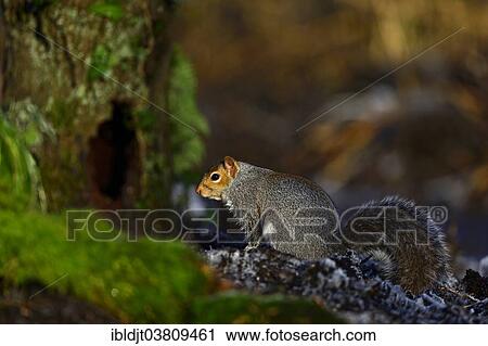 "Grey Squirrel (Sciurus carolinensis) in autumn, Norfolk, England, United Kingdom, Europe" View Large Photo Image Stock Image - "Grey Squirrel (Sciurus carolinensis) in autumn, Norfolk, England, United Kingdom, Europe". Fotosearch
