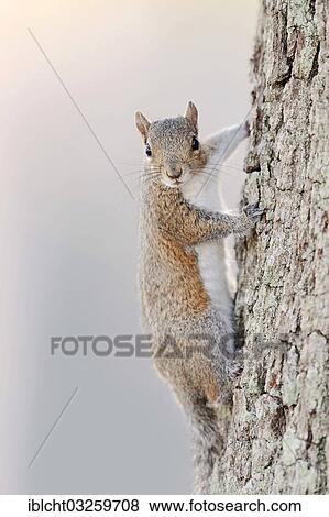 "Grey Squirrel (Sciurus carolinensis), Florida, United States, North America" View Large Photo Image Stock Photo - "Grey Squirrel (Sciurus carolinensis), Florida, United States, North America". Fotosearch