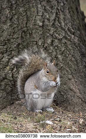 "Grey squirrel (Sciurus carolinensis), Central Park, New York City, New York, USA" View Large Photo Image Stock Photo - "Grey squirrel (Sciurus carolinensis), Central Park, New York City, New York, USA". Fotosearch