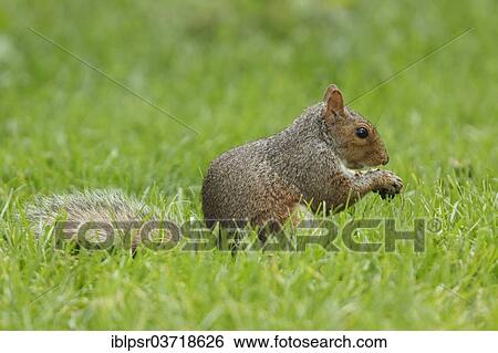 "Grey Squirrel (Sciurus carolinensis) nibbling nuts, Central Park, New York City, New York, United States, North America" View Large Photo Image Stock Photograph - "Grey Squirrel (Sciurus carolinensis) nibbling nuts, Central Park, New York City, New York, United States, North America". Fotosearch