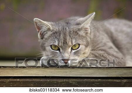 "Grey tabby cat lying on a bench, head resting on paw, Satteldorf, Hohenlohe, Baden-Wurttemberg, Germany, Europe" View Large Photo Image Picture - "Grey tabby cat lying on a bench, head resting on paw, Satteldorf, Hohenlohe, Baden-Wurttemberg, Germany, Europe". Fotosearch