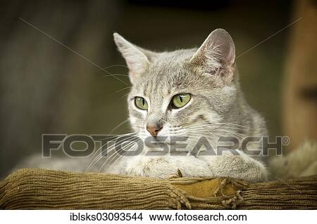 "Grey-tabby cat lying on a chair, Satteldorf, Hohelohe, Baden-Wurttemberg, Germany, Europe" View Large Photo Image Picture - "Grey-tabby cat lying on a chair, Satteldorf, Hohelohe, Baden-Wurttemberg, Germany, Europe". Fotosearch