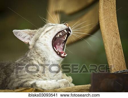 "Grey-tabby cat lying on a chair, yawning, Satteldorf, Hohelohe, Baden-Wurttemberg, Germany, Europe" View Large Photo Image Stock Image - "Grey-tabby cat lying on a chair, yawning, Satteldorf, Hohelohe, Baden-Wurttemberg, Germany, Europe". Fotosearch