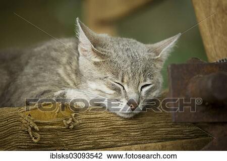 "Grey-tabby cat lying on a chair, asleep, Satteldorf, Hohelohe, Baden-Wurttemberg, Germany, Europe" View Large Photo Image Stock Image - "Grey-tabby cat lying on a chair, asleep, Satteldorf, Hohelohe, Baden-Wurttemberg, Germany, Europe". Fotosearch