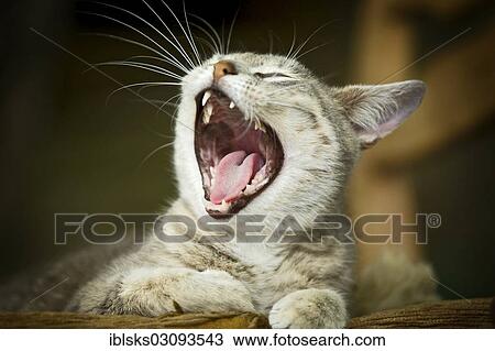 "Grey-tabby cat lying on a chair, yawning, Satteldorf, Hohelohe, Baden-Wurttemberg, Germany, Europe" View Large Photo Image Stock Image - "Grey-tabby cat lying on a chair, yawning, Satteldorf, Hohelohe, Baden-Wurttemberg, Germany, Europe". Fotosearch