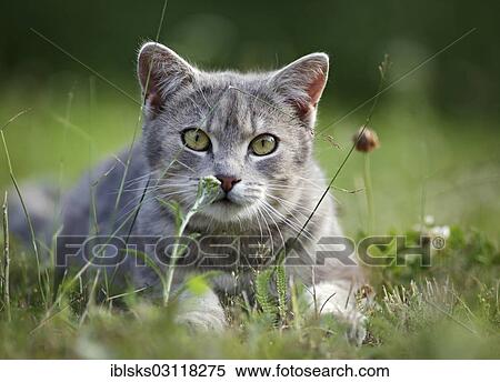 "Grey tabby cat lying on a meadow, Satteldorf, Hohenlohe, Baden-Wurttemberg, Germany, Europe" View Large Photo Image Stock Photography - "Grey tabby cat lying on a meadow, Satteldorf, Hohenlohe, Baden-Wurttemberg, Germany, Europe". Fotosearch