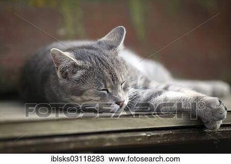 "Grey tabby cat relaxing on a bench asleep, Satteldorf, Hohenlohe, Baden-Wurttemberg, Germany, Europe" View Large Photo Image Stock Image - "Grey tabby cat relaxing on a bench asleep, Satteldorf, Hohenlohe, Baden-Wurttemberg, Germany, Europe". Fotosearch