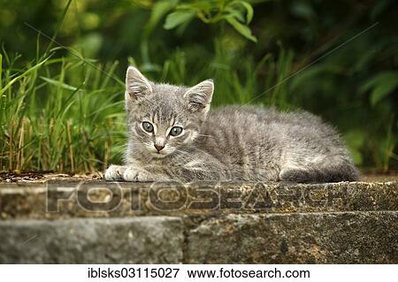 "Grey tabby kitten lying on a garden wall, Baden-Wurttemberg, Germany, Europe" View Large Photo Image Stock Photo - "Grey tabby kitten lying on a garden wall, Baden-Wurttemberg, Germany, Europe". Fotosearch