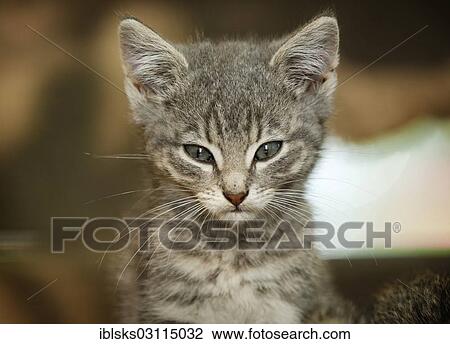"Grey tabby kitten, portrait, Satteldorf, Hohenlohe, Baden-Wurttemberg, Germany, Europe" View Large Photo Image Stock Image - "Grey tabby kitten, portrait, Satteldorf, Hohenlohe, Baden-Wurttemberg, Germany, Europe". Fotosearch