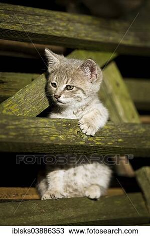 "Grey tabby kitten wedged between wooden slats, Germany, Europe" View Large Photo Image Stock Image - "Grey tabby kitten wedged between wooden slats, Germany, Europe". Fotosearch