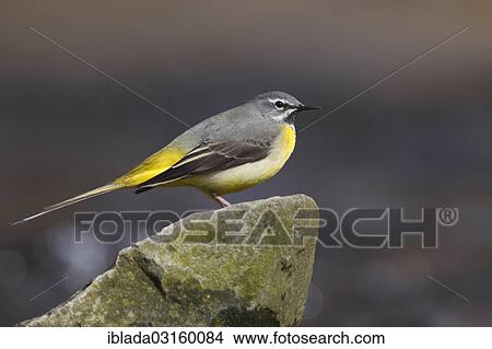 "Grey Wagtail (Motacilla cinerea), male sitting on a stone, Wiederstein, Neunkirchen, North Rhine-Westphalia, Germany, Europe" View Large Photo Image Picture - "Grey Wagtail (Motacilla cinerea), male sitting on a stone, Wiederstein, Neunkirchen, North Rhine-Westphalia, Germany, Europe". Fotosearch