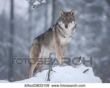 "Grey Wolf (Canis lupus) standing in the snow, captive, Bavaria, Germany, Europe" View Large Photo Image Stock Photo - "Grey Wolf (Canis lupus) standing in the snow, captive, Bavaria, Germany, Europe". Fotosearch