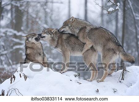 "Grey Wolves (Canis lupus), juveniles playing in the snow, captive, Bavaria, Germany, Europe" View Large Photo Image Picture - "Grey Wolves (Canis lupus), juveniles playing in the snow, captive, Bavaria, Germany, Europe". Fotosearch