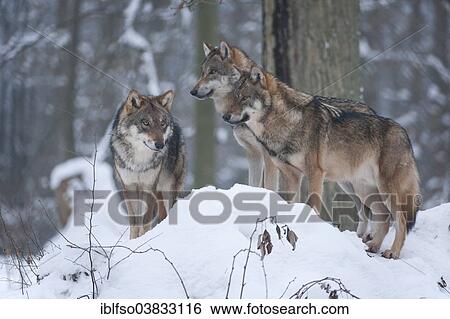 "Grey Wolves (Canis lupus), juveniles standing in the snow, captive, Bavaria, Germany, Europe" View Large Photo Image Stock Photograph - "Grey Wolves (Canis lupus), juveniles standing in the snow, captive, Bavaria, Germany, Europe". Fotosearch