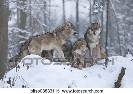 "Grey Wolves (Canis lupus), ranking behaviour of juveniles in the snow, captive, Bavaria, Germany, Europe" View Large Photo Image Stock Photography - "Grey Wolves (Canis lupus), ranking behaviour of juveniles in the snow, captive, Bavaria, Germany, Europe". Fotosearch